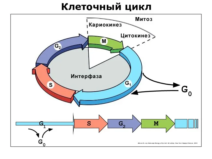 Клеточный цикл G0 G1 G2 G0 S M Alberts B. et