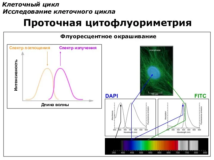 Клеточный цикл Исследование клеточного цикла Проточная цитофлуориметрия Спектр поглощения Спектр излучения