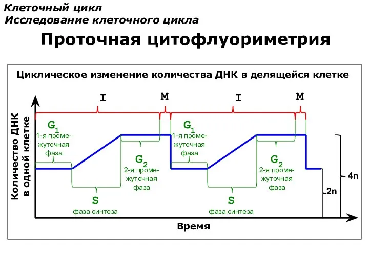 Количество ДНК в одной клетке Время S фаза синтеза G1 1-я