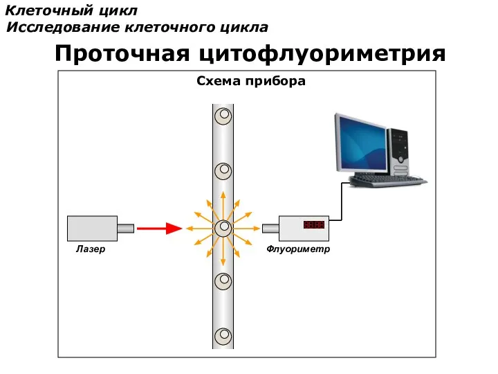 Клеточный цикл Исследование клеточного цикла Проточная цитофлуориметрия Схема прибора