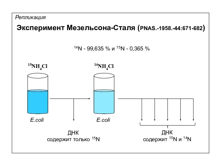 Эксперимент Мезельсона-Сталя (PNAS.-1958.-44:671-682) Репликация 14N - 99,635 % и 15N -