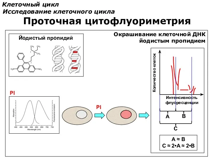 Клеточный цикл Исследование клеточного цикла Проточная цитофлуориметрия Окрашивание клеточной ДНК йодистым