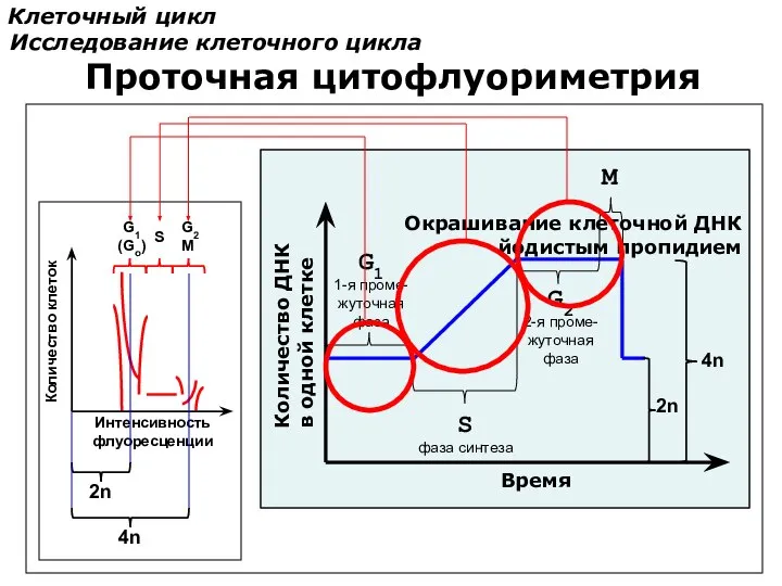 Клеточный цикл Исследование клеточного цикла Интенсивность флуоресценции Количество клеток 2n 4n