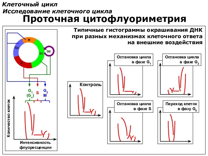 Клеточный цикл Исследование клеточного цикла Проточная цитофлуориметрия Переход клеток в фазу