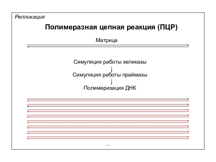 Репликация Полимеразная цепная реакция (ПЦР) Матрица Симуляция работы хеликазы Симуляция работы праймазы Полимеризация ДНК …