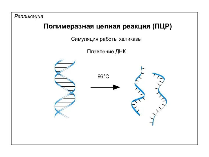 Репликация Полимеразная цепная реакция (ПЦР) Симуляция работы хеликазы Плавление ДНК 96°С