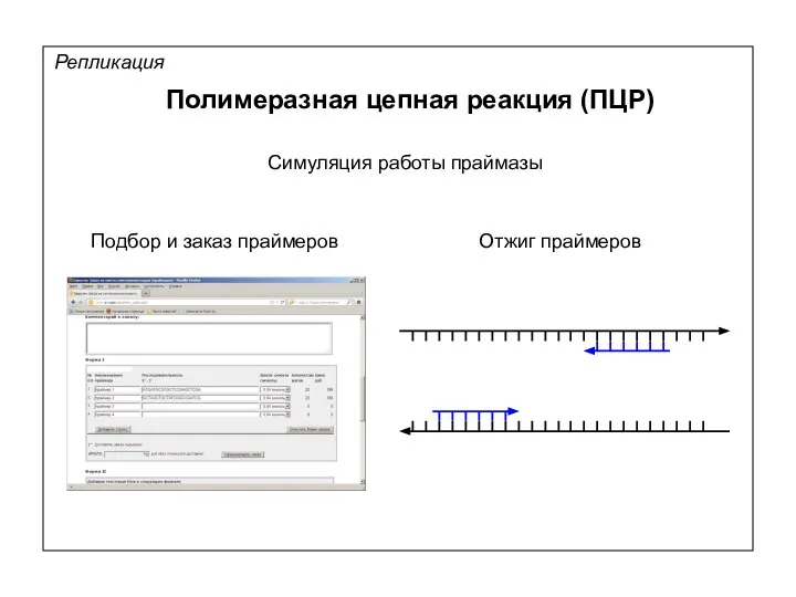 Репликация Полимеразная цепная реакция (ПЦР) Симуляция работы праймазы Подбор и заказ праймеров Отжиг праймеров