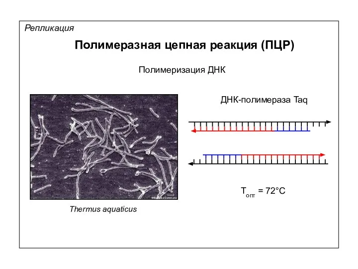 Репликация Полимеразная цепная реакция (ПЦР) Полимеризация ДНК Thermus aquaticus Wikimedia Commons ДНК-полимераза Taq Tопт = 72°С