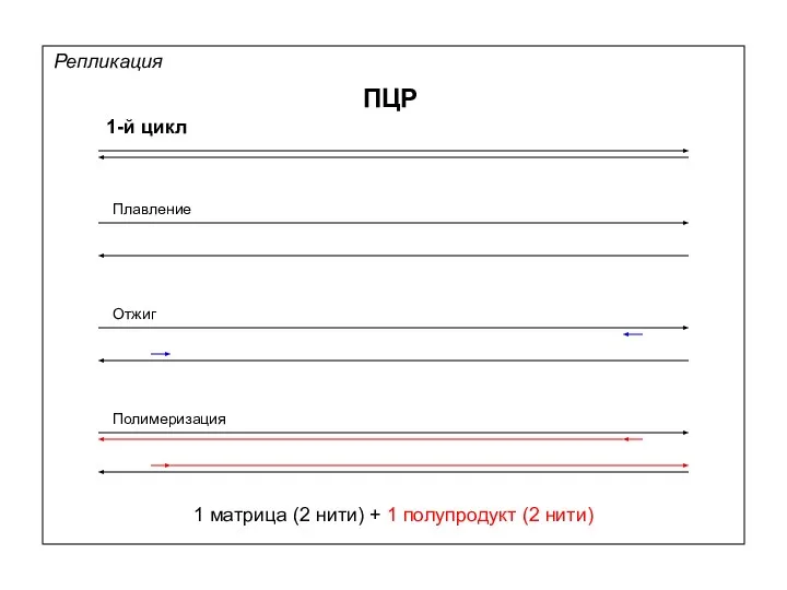 Репликация ПЦР 1-й цикл Плавление Отжиг Полимеризация 1 матрица (2 нити) + 1 полупродукт (2 нити)