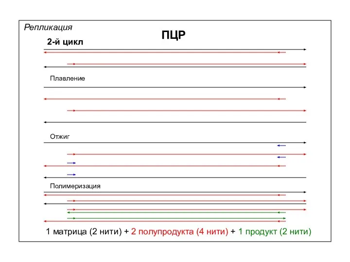 Репликация ПЦР 2-й цикл Плавление Отжиг Полимеризация 1 матрица (2 нити)