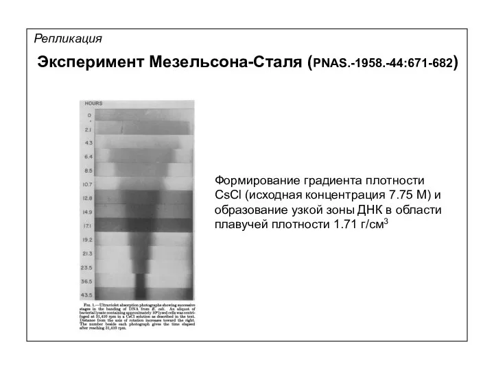 Репликация Формирование градиента плотности CsCl (исходная концентрация 7.75 М) и образование