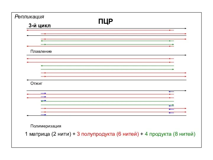 Репликация ПЦР 3-й цикл Плавление Отжиг Полимеризация 1 матрица (2 нити)