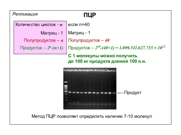 Репликация ПЦР Матриц - 1 Полупродуктов – n Продуктов – 2n-(n+1)