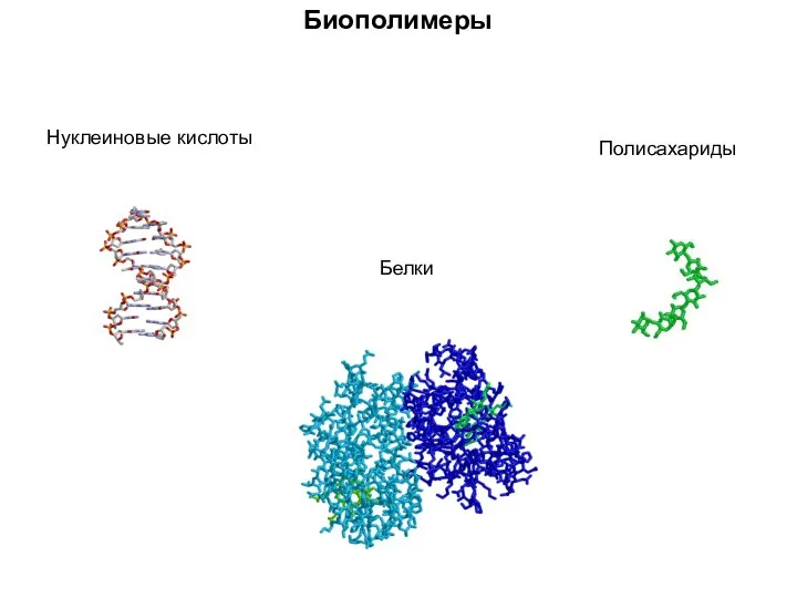 Биополимеры Нуклеиновые кислоты Белки Полисахариды