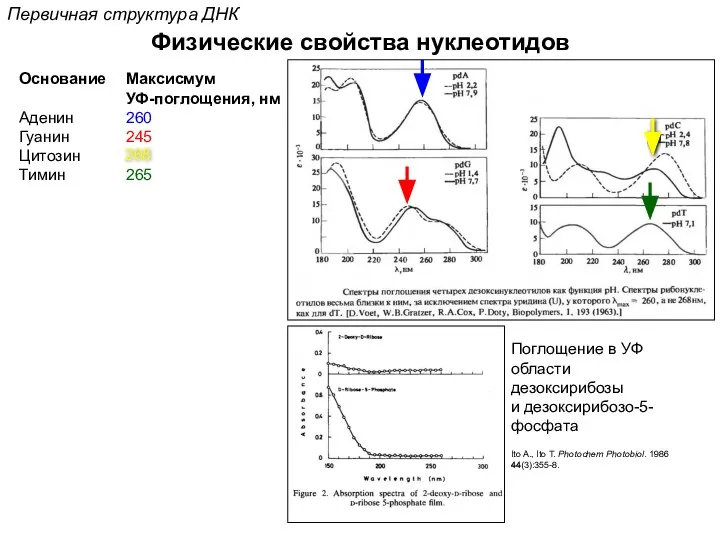 Физические свойства нуклеотидов Основание Аденин Гуанин Цитозин Тимин Максисмум УФ-поглощения, нм