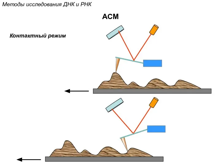 Контактный режим АСМ Методы исследования ДНК и РНК