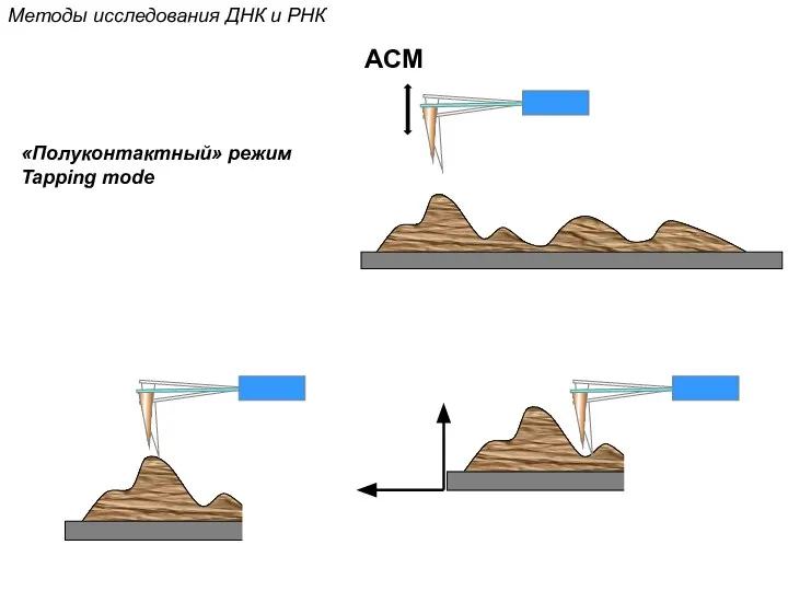 «Полуконтактный» режим Tapping mode АСМ Методы исследования ДНК и РНК