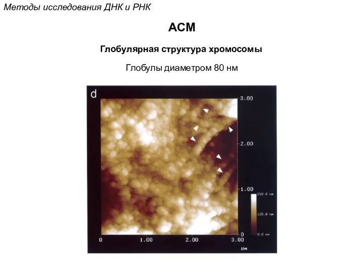 Глобулы диаметром 80 нм Глобулярная структура хромосомы АСМ Методы исследования ДНК и РНК