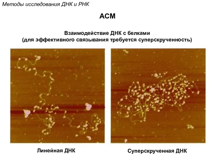 Взаимодействие ДНК с белками (для эффективного связывания требуется суперскрученность) Линейная ДНК