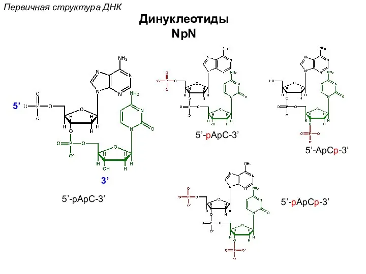 Динуклеотиды NpN 5’ 3’ 5’-pApC-3’ 5’-pApC-3’ 5’-ApCp-3’ 5’-pApCp-3’ Первичная структура ДНК