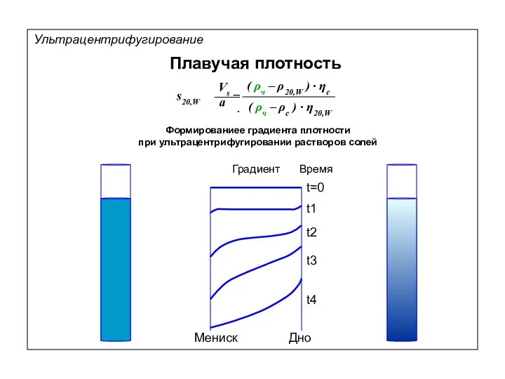 Плавучая плотность t=0 t1 t2 t3 t4 Мениск Дно Формированиее градиента