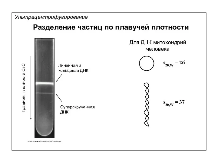 Линейная и кольцевая ДНК Суперскрученная ДНК Градиент плотности CsCl Journal of