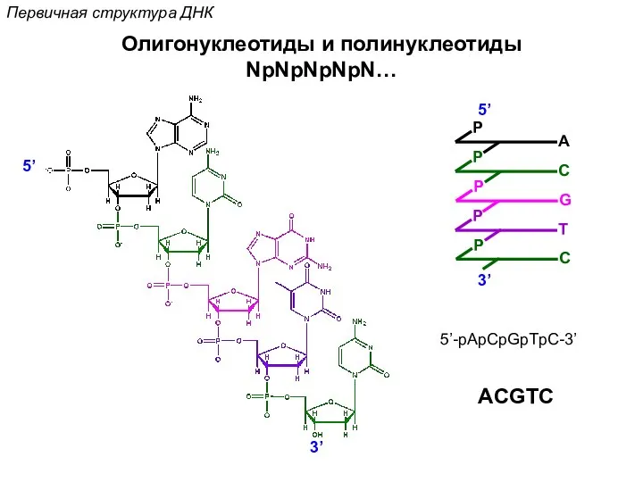 P G Первичная структура ДНК Олигонуклеотиды и полинуклеотиды NpNpNpNpN… 5’ 3’