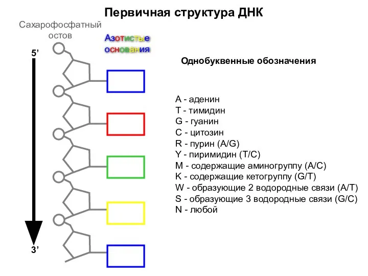 Первичная структура ДНК Сахарофосфатный остов Азотистые основания 5’ 3’ A -