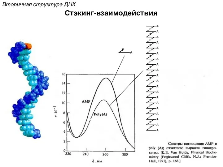 Стэкинг-взаимодействия Вторичная структура ДНК