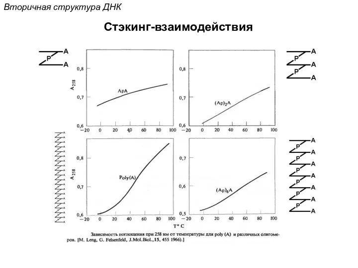 Стэкинг-взаимодействия Вторичная структура ДНК