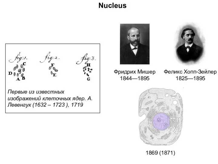 Фридрих Мишер 1844—1895 Первые из известных изображений клеточных ядер. А.Левенгук (1632