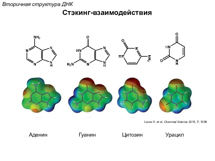 Стэкинг-взаимодействия Вторичная структура ДНК Аденин Гуанин Цитозин Урацил