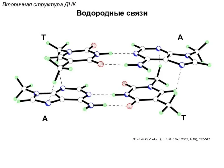 Водородные связи Вторичная структура ДНК Shishkin O.V. et al. Int. J.