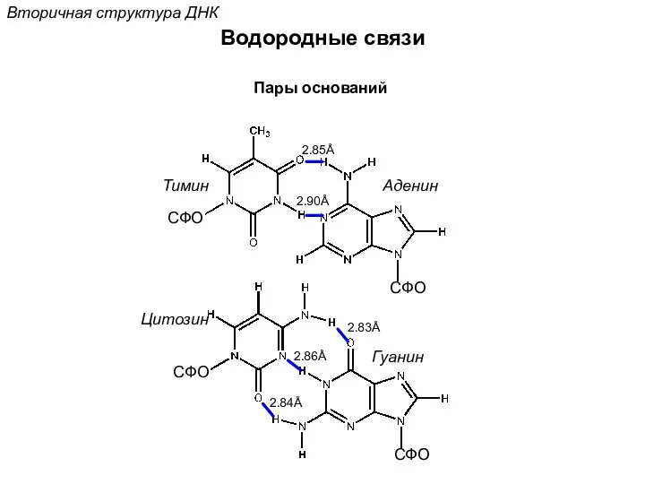 Вторичная структура ДНК СФО СФО СФО СФО 2.83Å 2.86Å 2.84Å 2.85Å