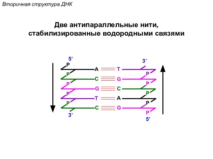Вторичная структура ДНК P G 5’ P P A C P