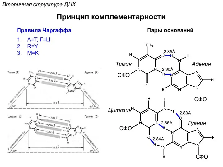 Вторичная структура ДНК Принцип комплементарности СФО СФО СФО СФО Правила Чаргаффа