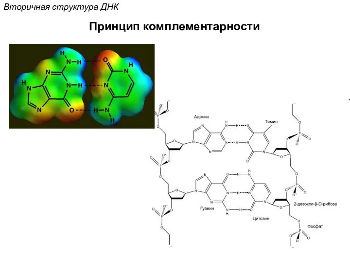 Вторичная структура ДНК Принцип комплементарности