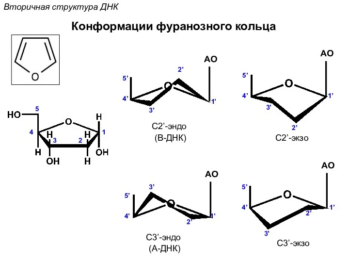 Вторичная структура ДНК Конформации фуранозного кольца 1 2 3 4 5