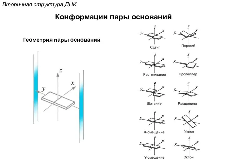 Вторичная структура ДНК Конформации пары оснований Геометрия пары оснований