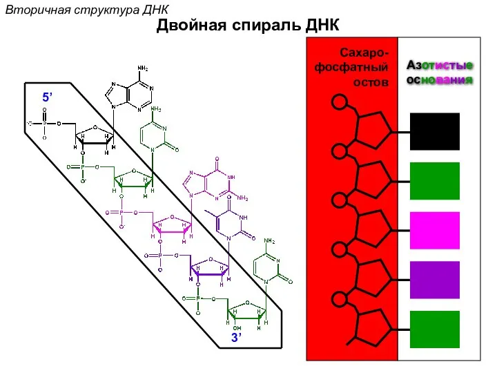 3’ 5’ Сахаро- фосфатный остов Азотистые основания Двойная спираль ДНК Вторичная структура ДНК