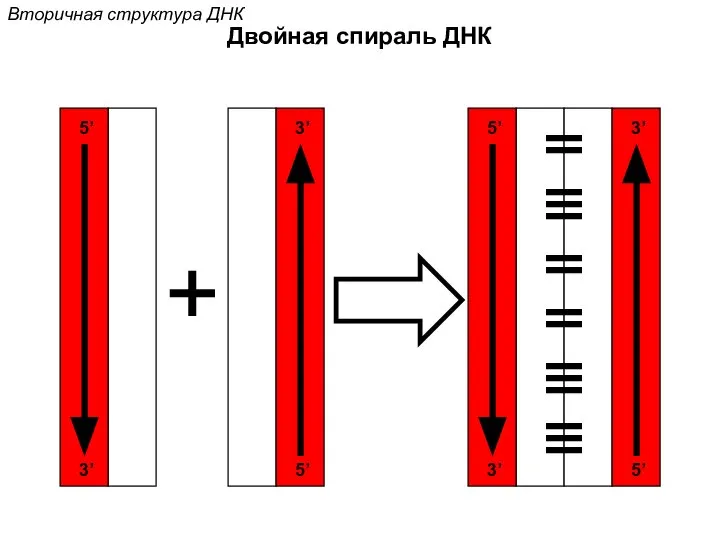 + 5’ 3’ 3’ 5’ 5’ 3’ 3’ 5’ Двойная спираль ДНК Вторичная структура ДНК