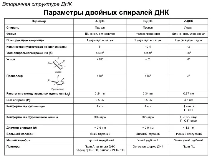 Вторичная структура ДНК Параметры двойных спиралей ДНК