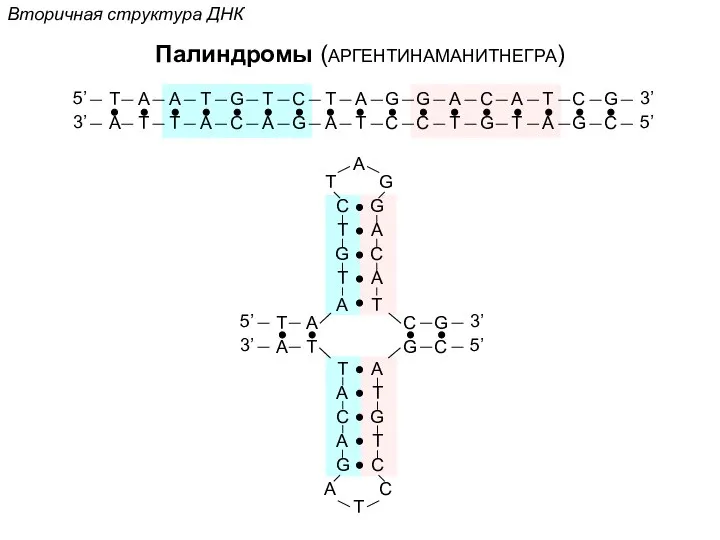 Вторичная структура ДНК Палиндромы (АРГЕНТИНАМАНИТНЕГРА)