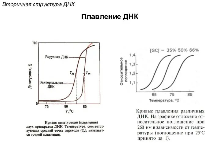 Плавление ДНК Вторичная структура ДНК