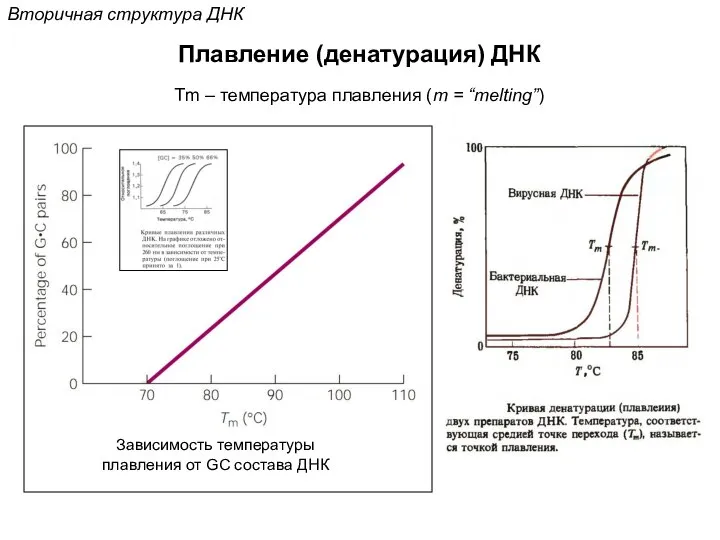 Вторичная структура ДНК Плавление (денатурация) ДНК Tm – температура плавления (m = “melting”)