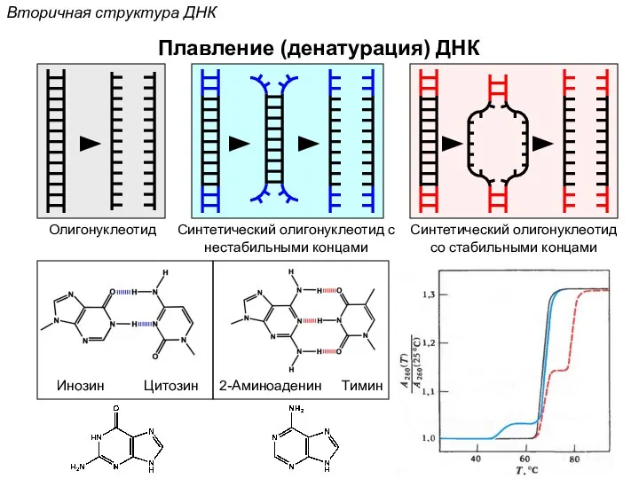 Вторичная структура ДНК Плавление (денатурация) ДНК Олигонуклеотид Синтетический олигонуклеотид с нестабильными