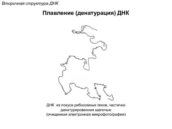 Плавление (денатурация) ДНК Вторичная структура ДНК ДНК из локуса рибосомных генов,