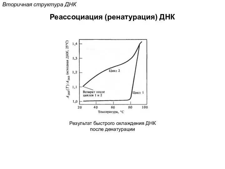 Реассоциация (ренатурация) ДНК Вторичная структура ДНК Результат быстрого охлаждения ДНК после денатурации