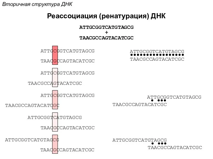 ATTGCGGTCATGTAGCG TAACGCCAGTACATCGC ATTGCGGTCATGTAGCG TAACGCCAGTACATCGC ATTGCGGTCATGTAGCG TAACGCCAGTACATCGC ATTGCGGTCATGTAGCG TAACGCCAGTACATCGC ATTGCGGTCATGTAGCG TAACGCCAGTACATCGC ATTGCGGTCATGTAGCG