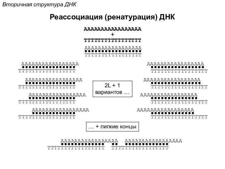 AAAAAAAAAAAAAAAAA Реассоциация (ренатурация) ДНК TTTTTTTTTTTTTTTTT AAAAAAAAAAAAAAAAA TTTTTTTTTTTTTTTTT + Вторичная структура ДНК